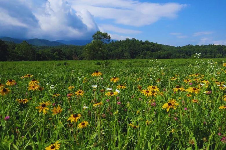 How to Plan a Stress-Free Spring Break in Pigeon Forge